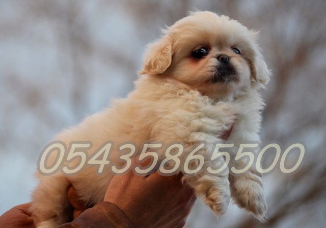 satılık pekines