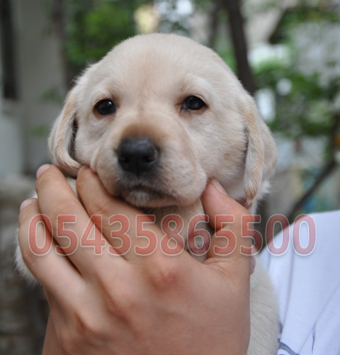 Beyaz Labrador Retriever