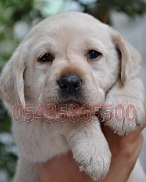 beyaz labrador fiyatları