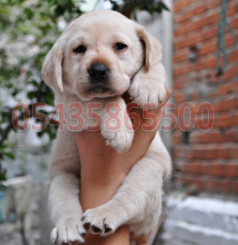 satılık beyaz labrador