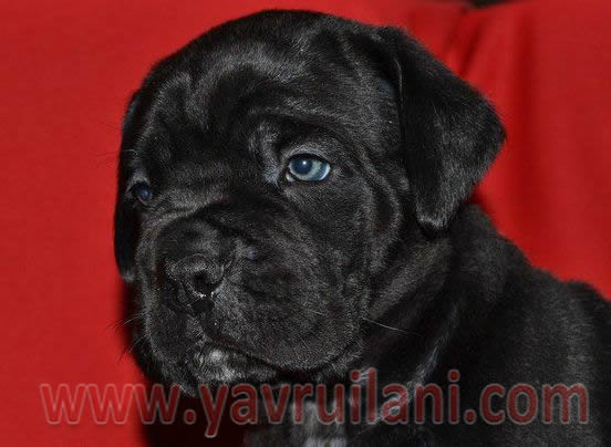 Satılık cane Corso