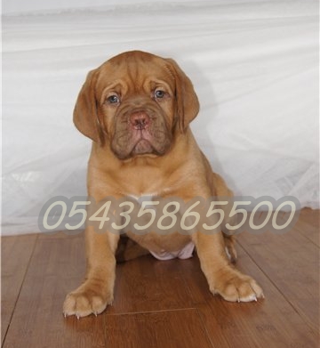 fransız mastiff