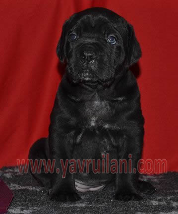 Satılık cane Corso