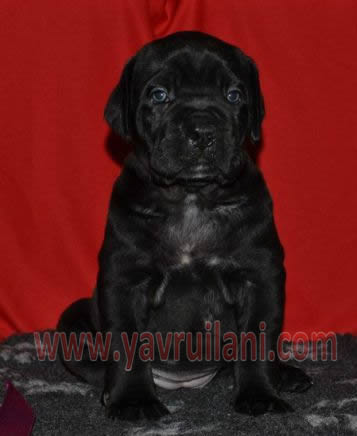 Satılık cane Corso