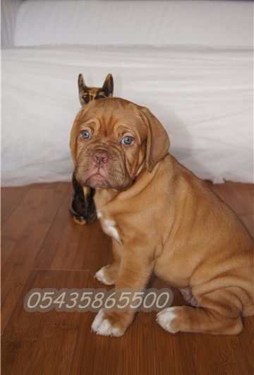 bordeux mastiff