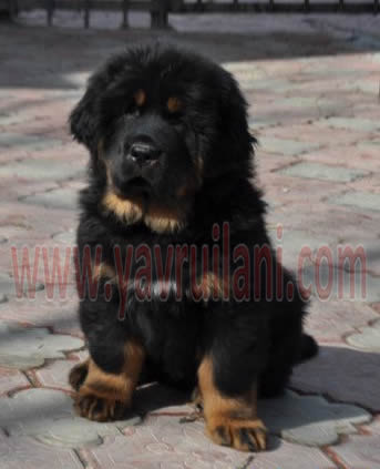 satılık tibetan mastiff