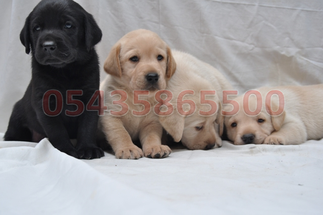 yavru labrador retriever