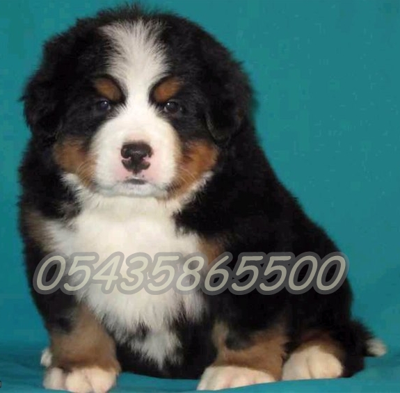 Bernese Dağ Köpeği