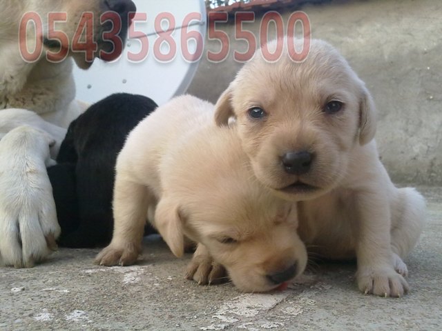 Labrador Retriever Fiyatları