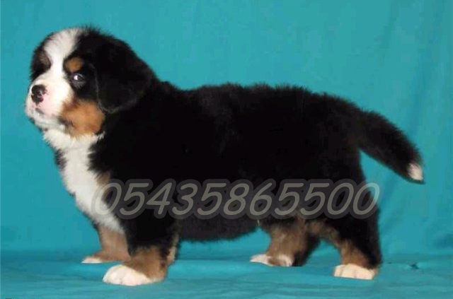 yavru bernese