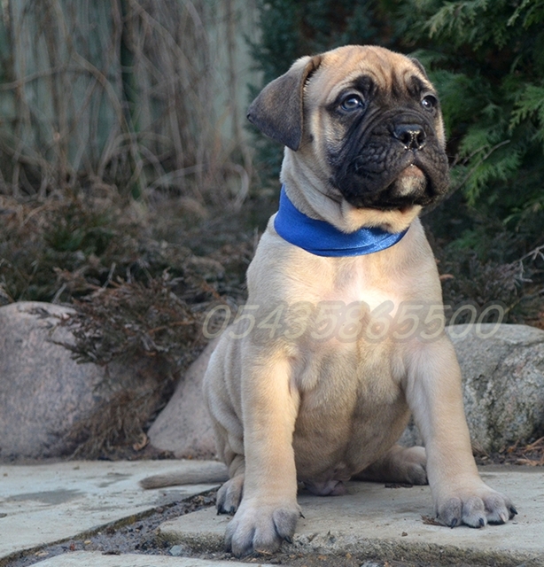 satılık bull mastiff