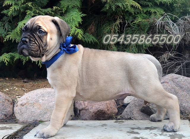 yavru bull mastiff