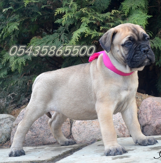 bullmastiff yavru ilanı