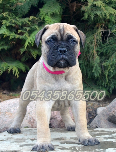 bullmastiff