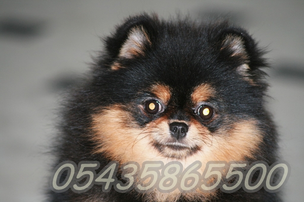 Pomeranian Boo
