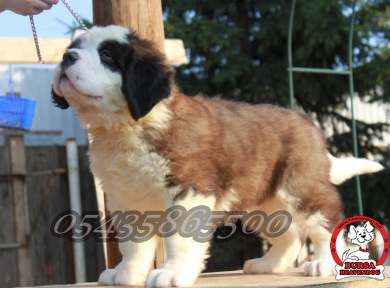 Yavru saint bernard fiyatları