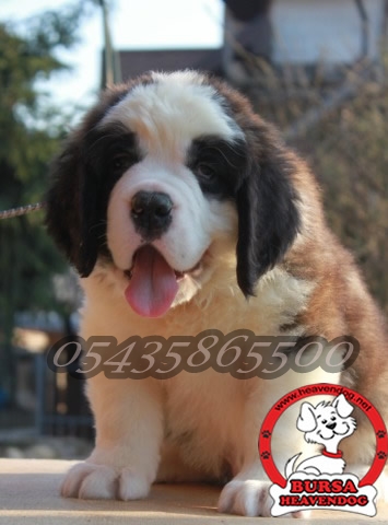 satılık saint-bernard