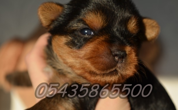 yorkshire terrier