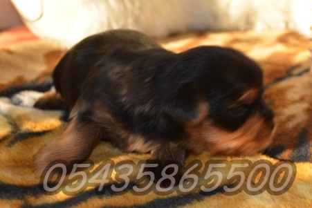 satılık Yorkshire Terrier