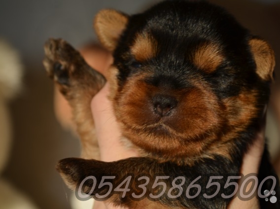 satılık Yorkshire Terrier