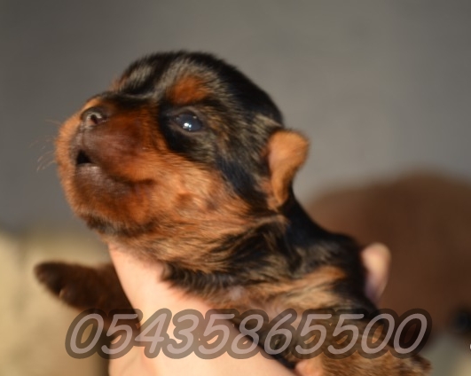 satılık Yorkshire Terrier