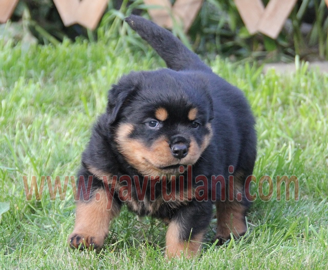 Satılık Rottweiler Yavruları