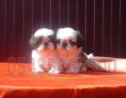 satılık Shih Tzu Yavruları