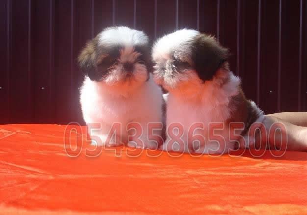 shih-tzu yavru