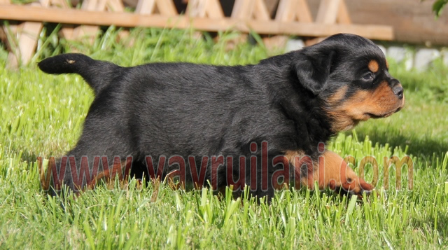 Satılık macar rottweiler