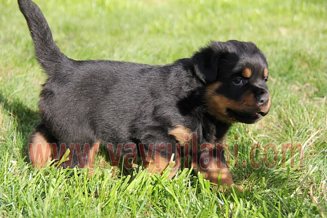 yavru rottweiler