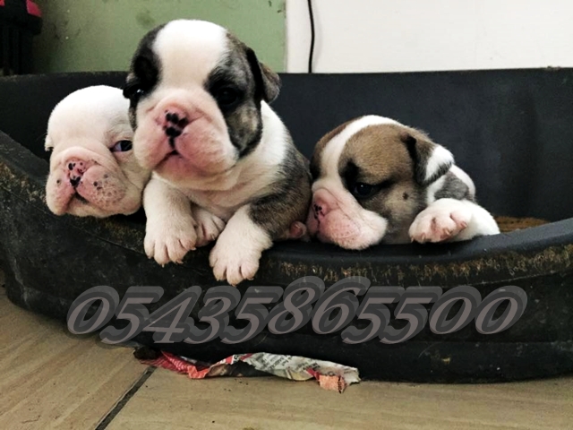 Satılık Yavru İngiliz Bulldog