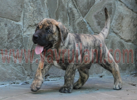 Bursa Satılık Presa Canario