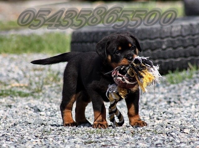 Satılık Rottweiler Yavruları