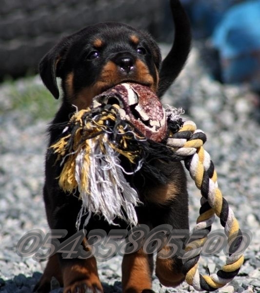 istanbul rottweiler yavruları