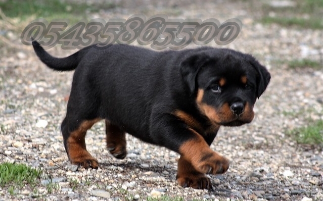 macar rottweiler yavru ilanı