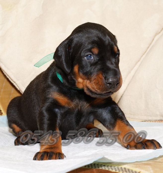 yavru king doberman