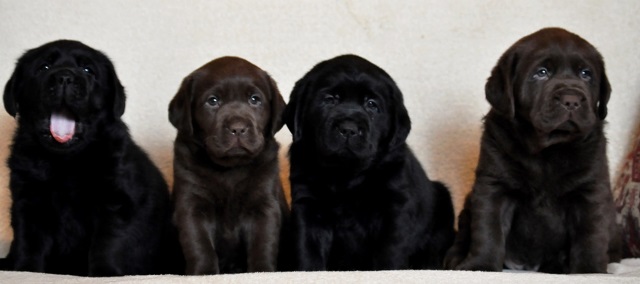 Satılık Labrador Retriever