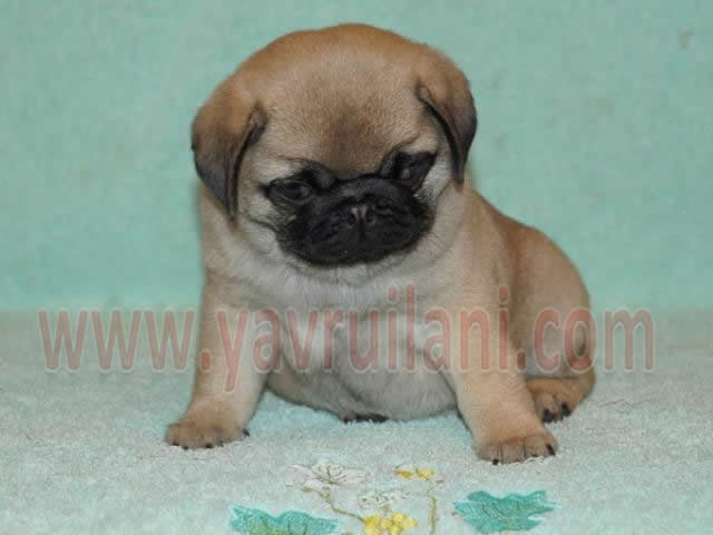 İstanbul satılık pug mops