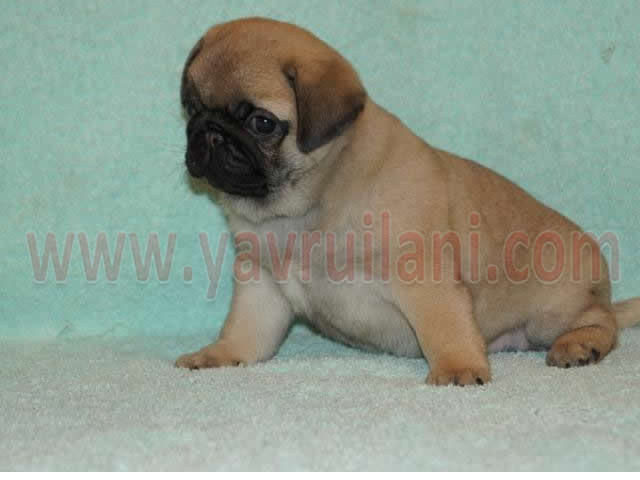 istanbul yavru pug