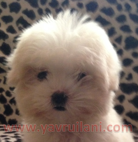 Satılık yavru maltese Terrier