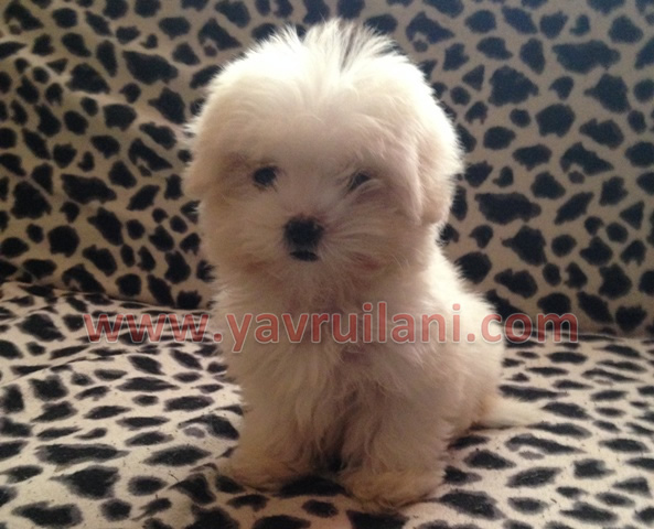 maltese terrier fiyatları