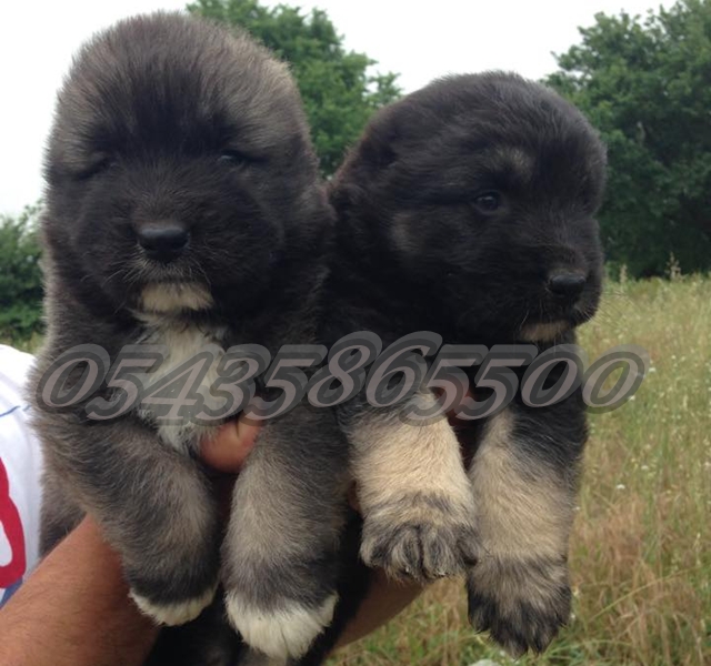 Kafkas Çoban Köpeği Yavruları