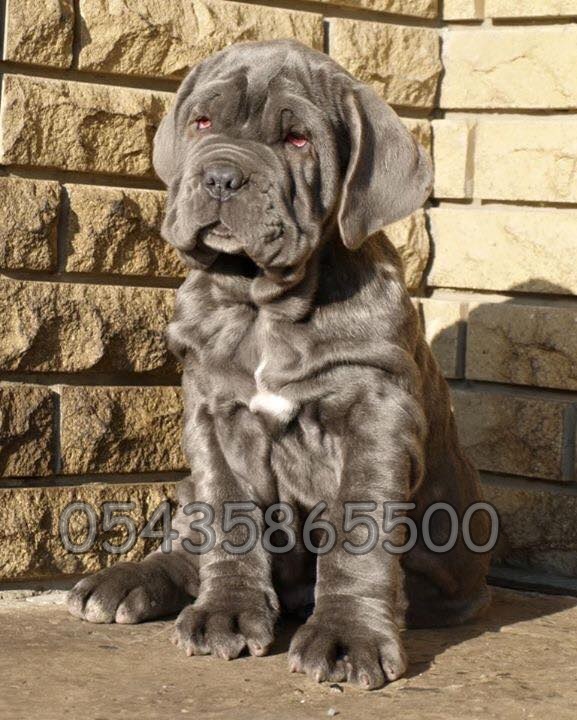 Satılık Napolitan Mastiff