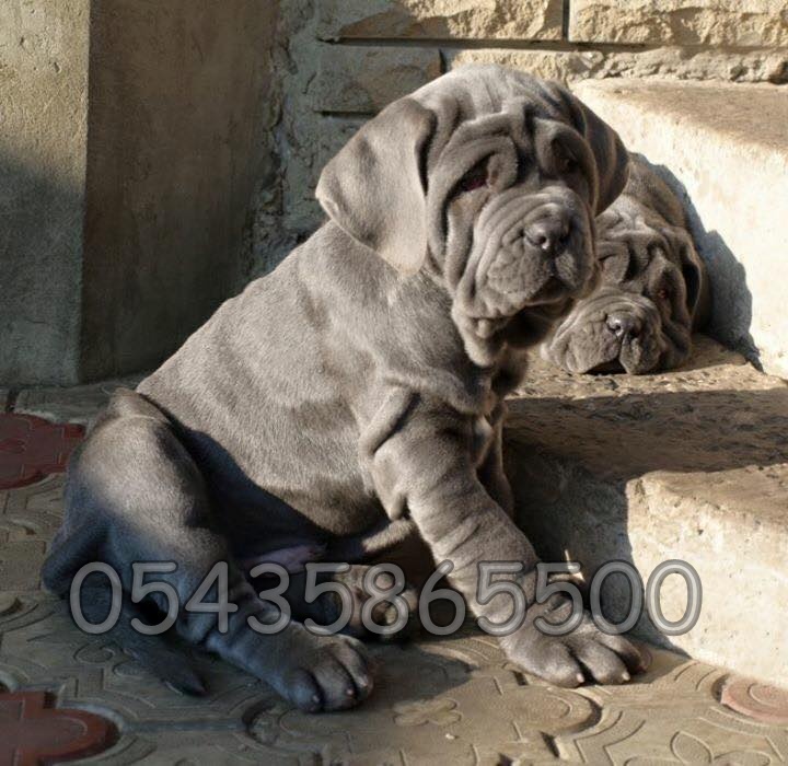 Satılık Napolitan Mastiff