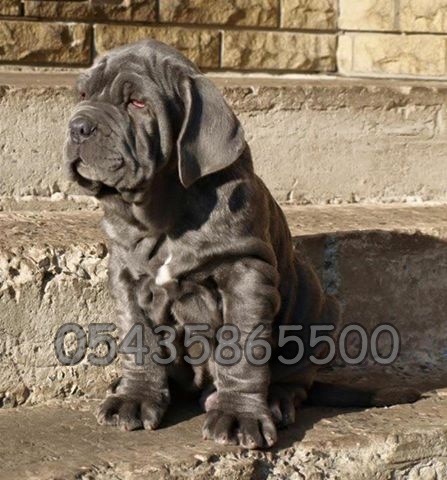 Satılık Napolitan Mastiff