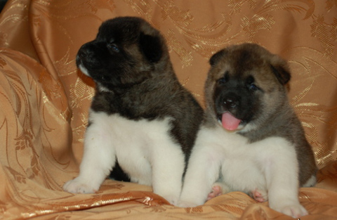 safkan akita inu