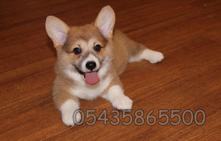 satılık welsh corgi yavruları