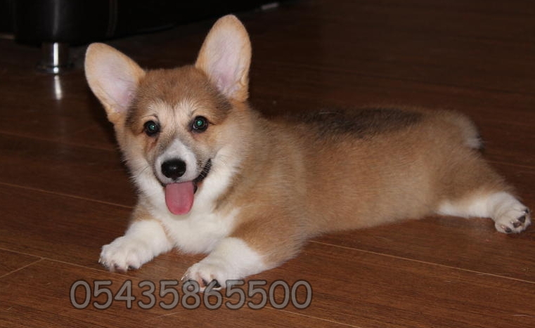 Pembroke Welsh Corgi