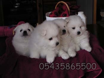 satılık japanese spitz