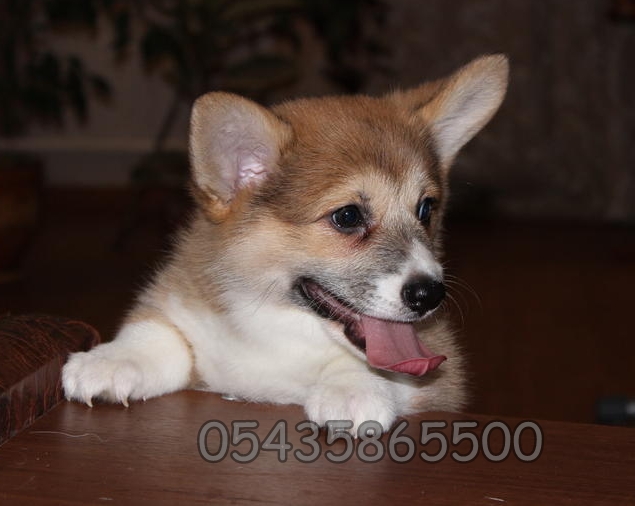 yavru Pembroke Welsh Corgi